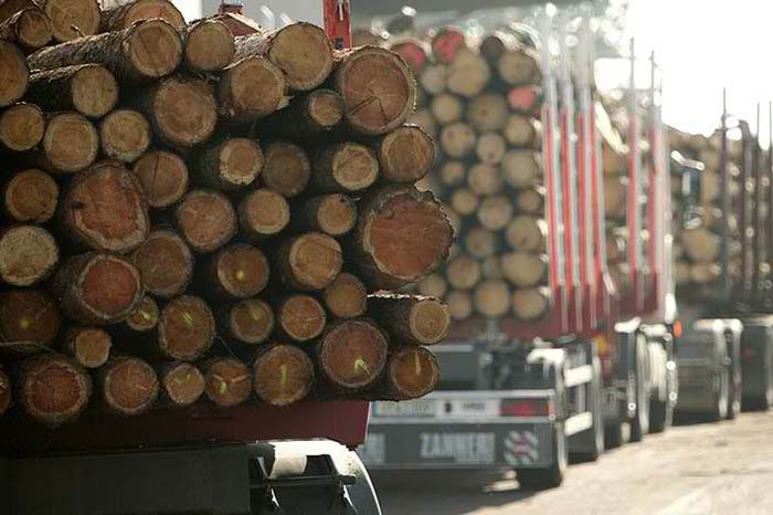 Logging in Austria increases sharply