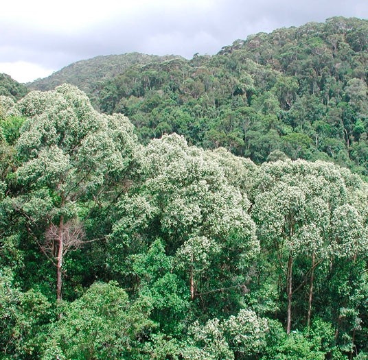 3.04 trillion trees on the earth