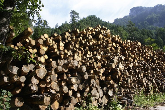 Global Pulpwood Price Indices down almost 10% in 12 months