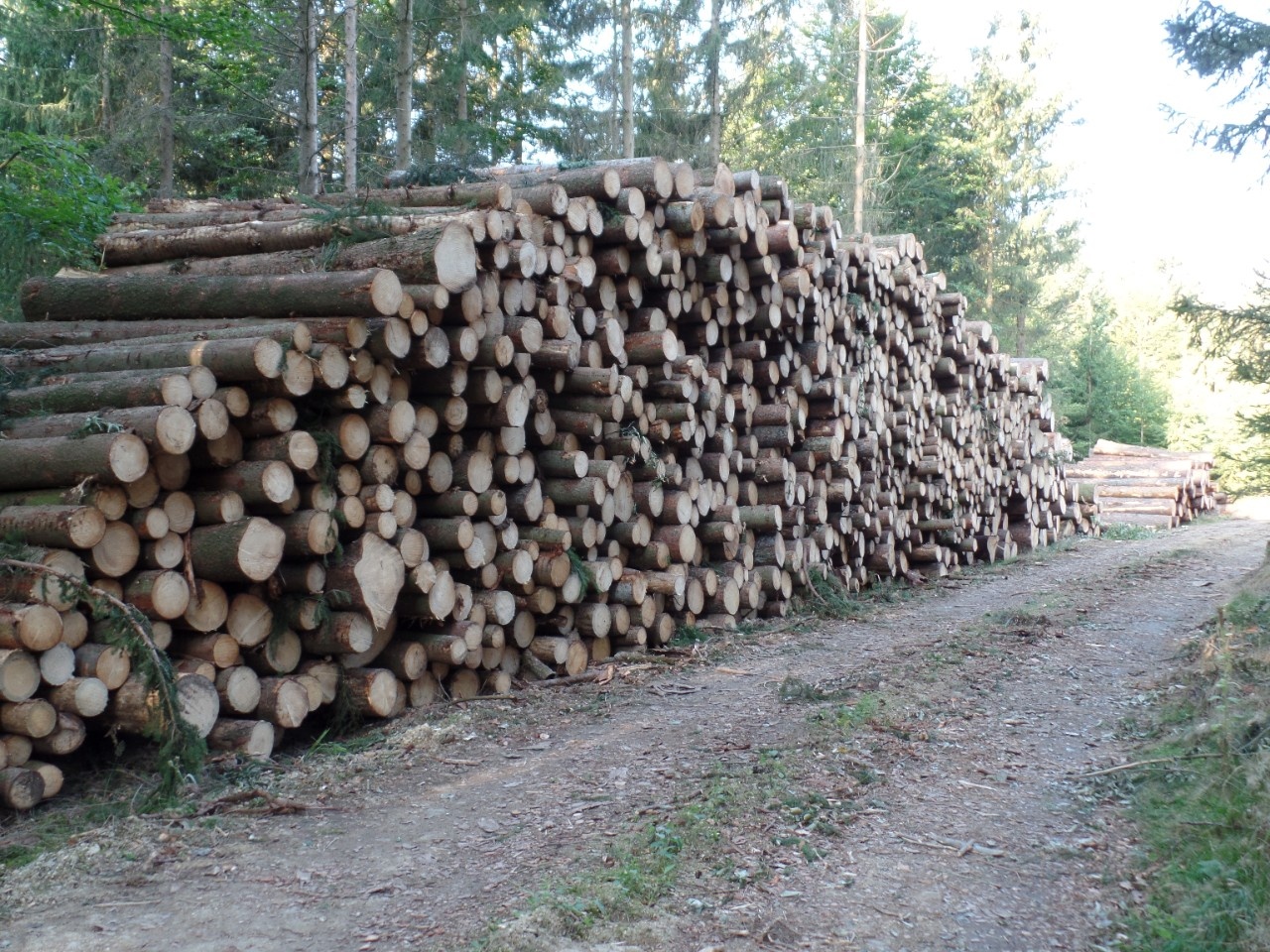 Slovenian log wood foreign trade grew in 2016