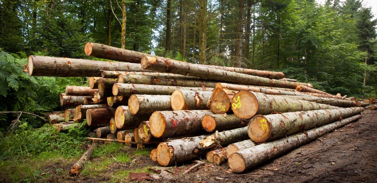 More and more roundwood