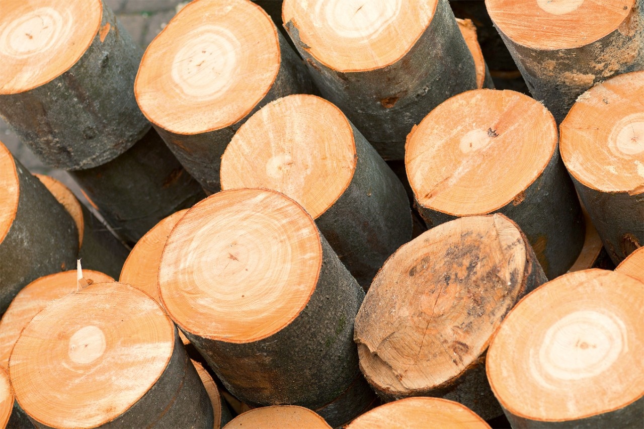 Beech log exports at 17