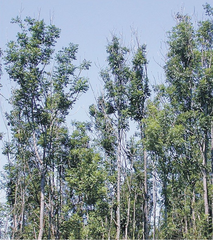 Switzerland is trying to save ash tree